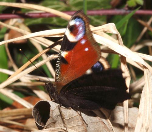 Aglais io