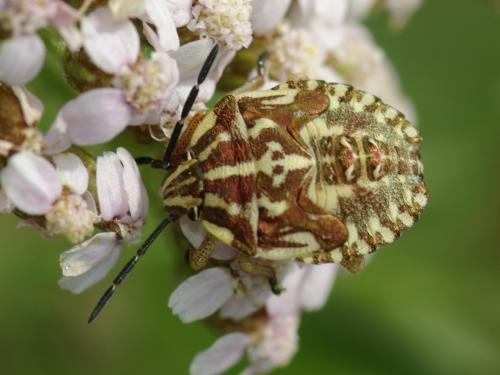 Réf. 49 048 : Carpocoris sp.