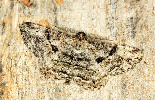 Réf. 49 036 : Peribatodes rhomboidaria