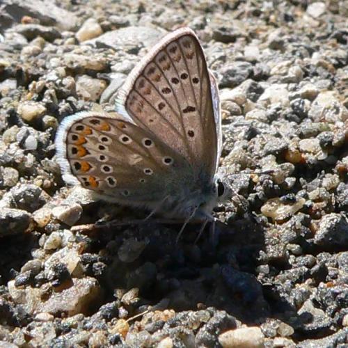 Polyommatus eros