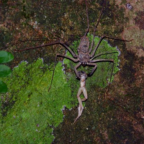 Heterophrynus sp.