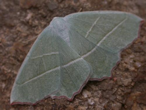 Campaea margaritaria