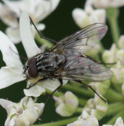 Réf. 49 698 : Phaonia trimaculata