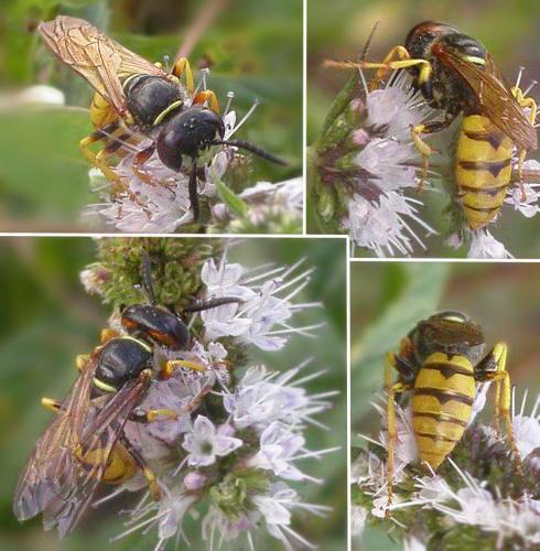 Réf. 49 345 : Philanthus triangulum
