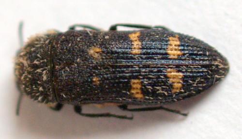 Acmaeoderella flavofasciata