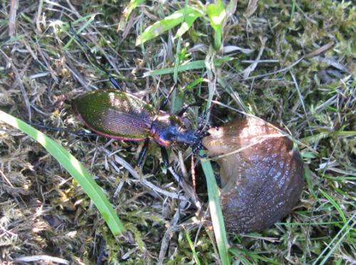 Réf. 49 635 : Carabus olympiae