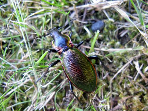 Réf. 49 636 : Carabus olympiae