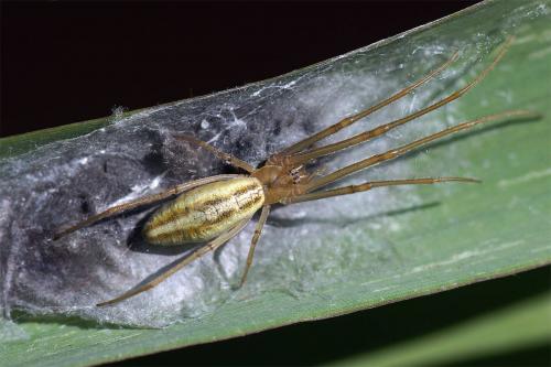 Réf. 49 007 : Tetragnatha striata