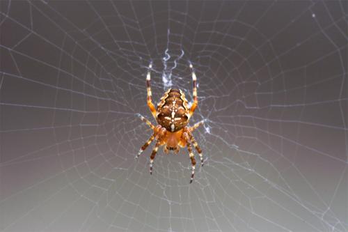 Araneus diadematus