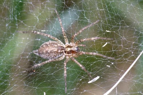 Réf. 49 819 : Allagelena gracilens