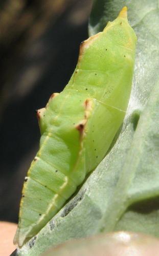 Pieris rapae