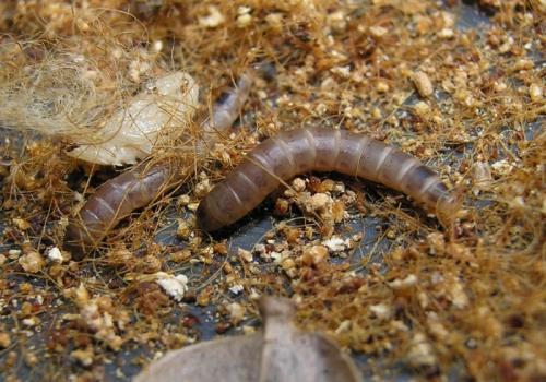 Réf. 49 556 : Platydema europaea