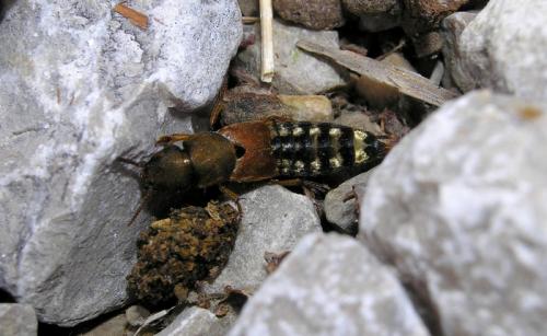 Réf. 49 957 : Platydracus flavopunctatus