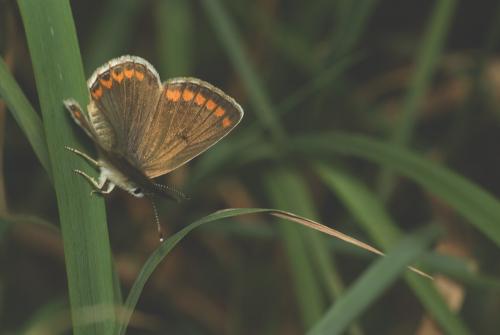 Aricia agestis