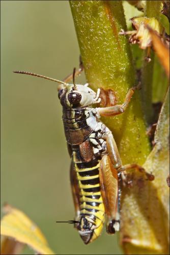 Réf. 49 696 : Podisma sp.