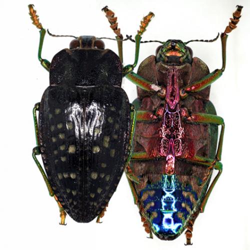 Réf. 49 602 : Polybothris quadricollis