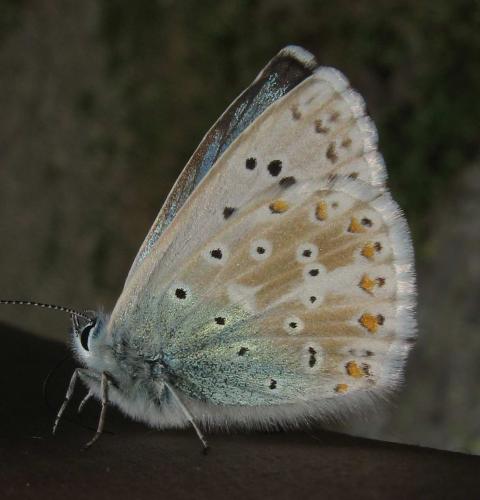 Réf. 49 183 : Polyommatus coridon