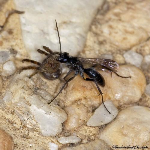 Agenioideus sericeus