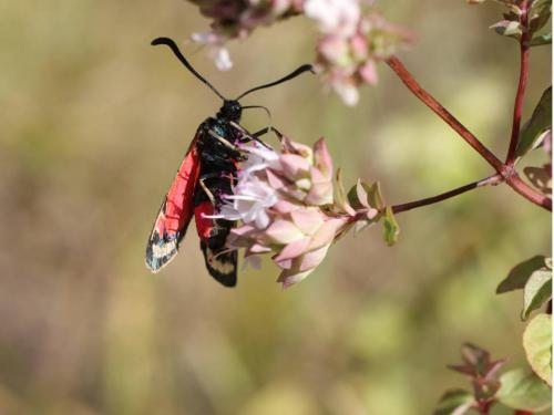 Zygaena occitanica