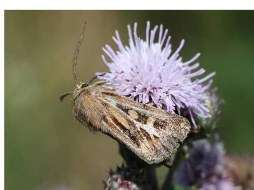 Réf. 49 589 : Cerapteryx graminis