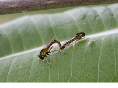 Sphaerophoria scripta