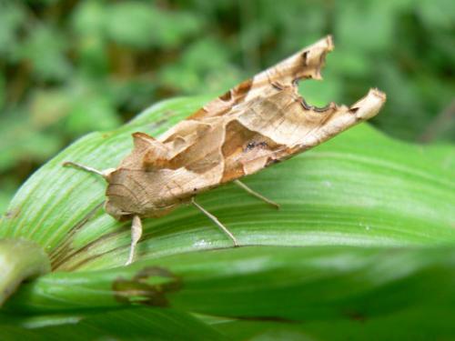 Phlogophora meticulosa