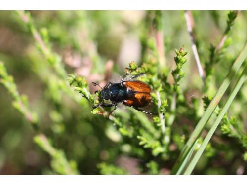 Phyllopertha horticola