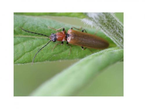Denticollis linearis