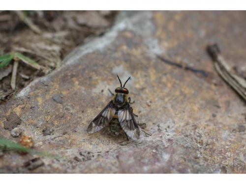 Chrysops viduatus