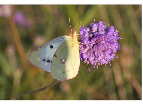 Colias croceus