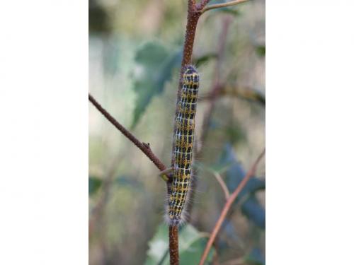 Phalera bucephala