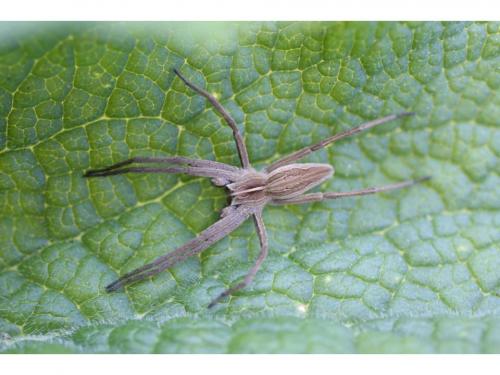 Pisaura mirabilis