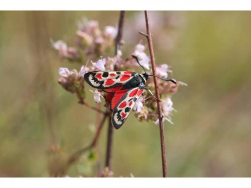 Zygaena occitanica