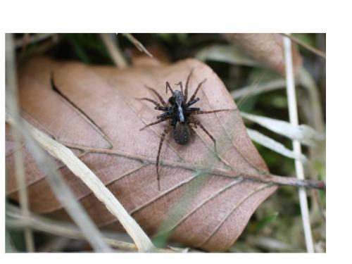 Pardosa sp.