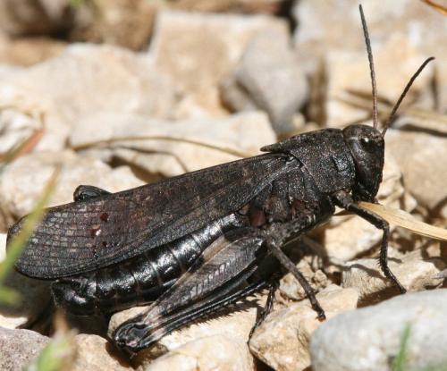 Réf. 49 590 : Psophus stridulus stridulus