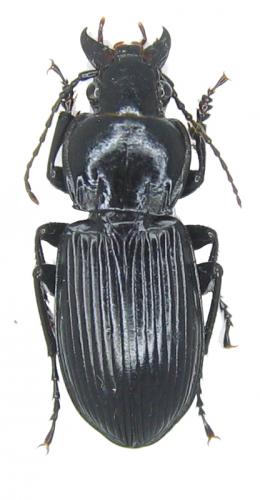 Réf. 49 935 : Pterostichus melanarius