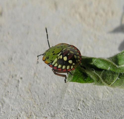 Nezara viridula