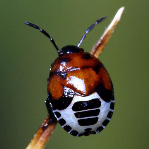 Tritomegas sexmaculatus