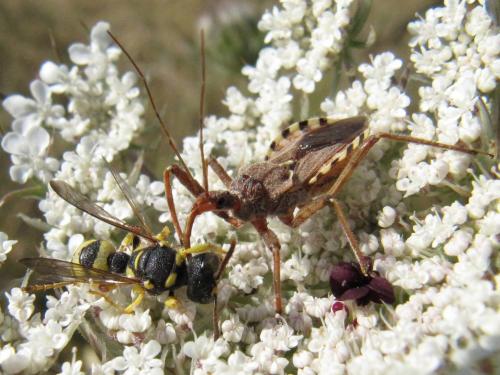 Réf. 49 235 : Rhynocoris erythropus