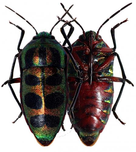 Calidea panaethiopica