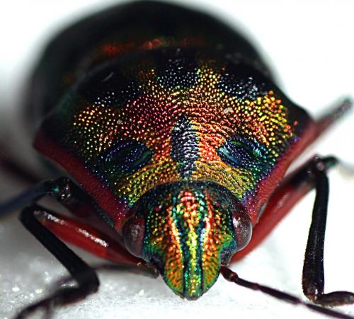 Calidea panaethiopica