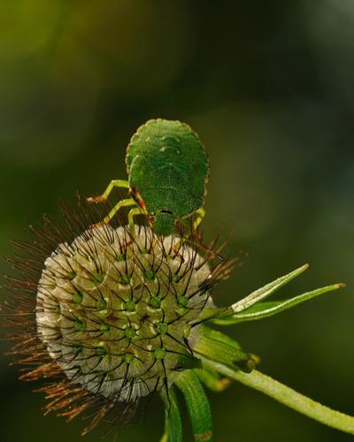 Palomena prasina