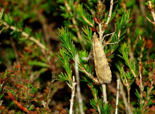 Nomophila noctuella