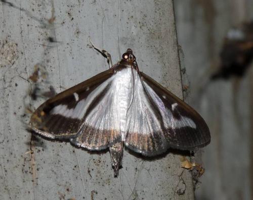 Réf. 49 118 : Cydalima perspectalis
