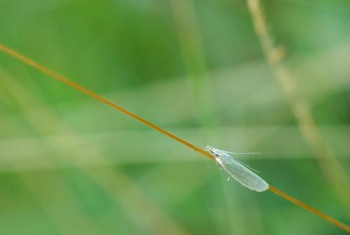 Crambus perlella