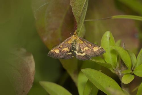 Réf. 49 682 : Pyrausta purpuralis