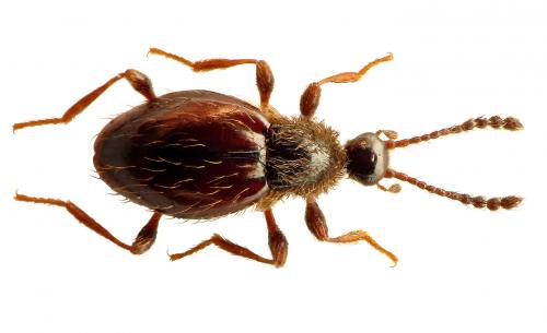 Réf. 49 720 : Euconnus rutilipennis