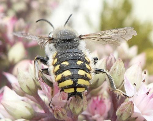 Anthidium manicatum