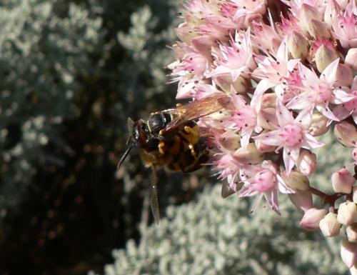Philanthus triangulum