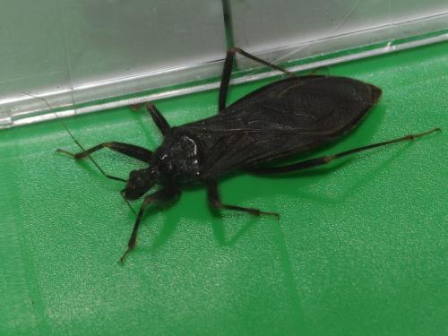 Reduvius personatus
